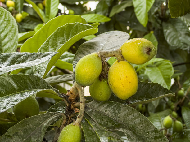 树上的枇杷图片下载