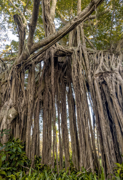 大型热带树木的树干和根图片下载