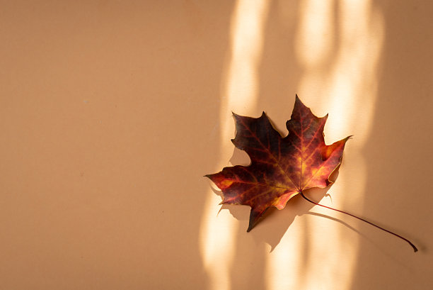 纸上的枫叶。图片下载