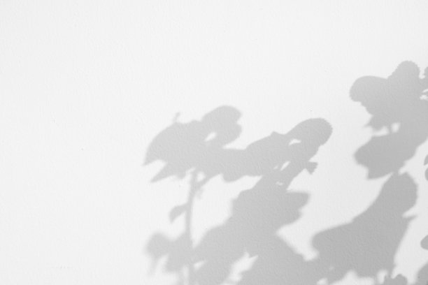 抽象的自然树叶阴影在白色的墙壁背景图片下载