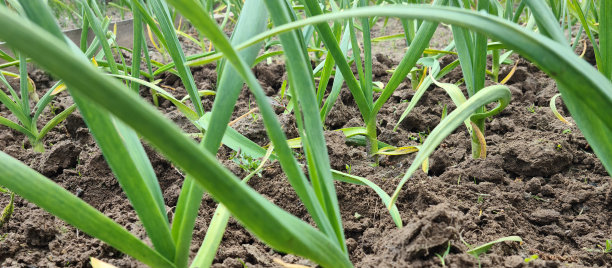 在花园的床上生长的葱图片下载