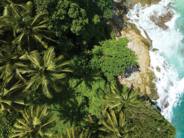 鸟瞰图椰树俯视图，美丽的海滨海滩普吉岛泰国，神奇的海滩沙滩旅游目的地安达曼海，美丽的普吉岛图片下载