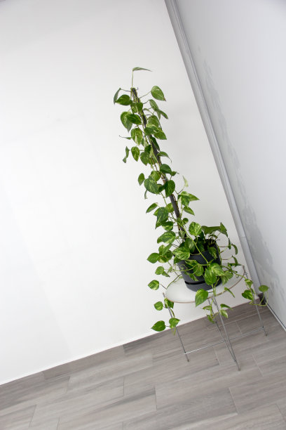 电话机在家庭或办公室内部极简设计，可以在荫凉也被称为Pothos或Pothos在灰色花盆和白色墙壁图片下载