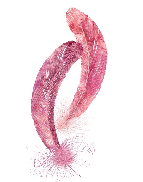 水彩两个粉红色的浪漫羽毛图片下载