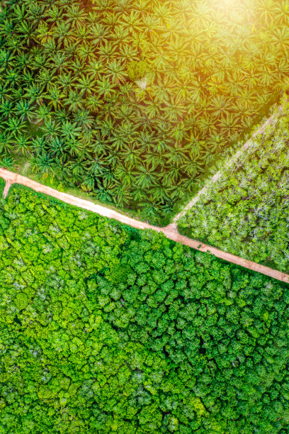 航拍俯瞰棕榈树和橡胶树，热带雨林生态系统和健康环境的概念和背景，纹理绿色的树木农场从上面看。图片下载