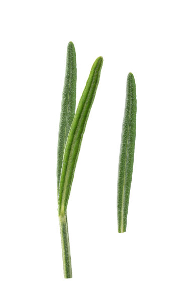 孤立在白色背景上的薰衣草叶。图片下载