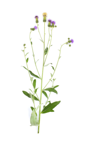 开花匍匐蓟或鸢尾草，孤立在白色背景上。图片下载