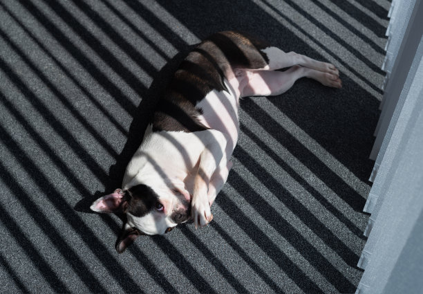 一条波士顿梗狗躺在灰色地毯上，在长长的垂直百叶窗的条纹阴影下图片下载