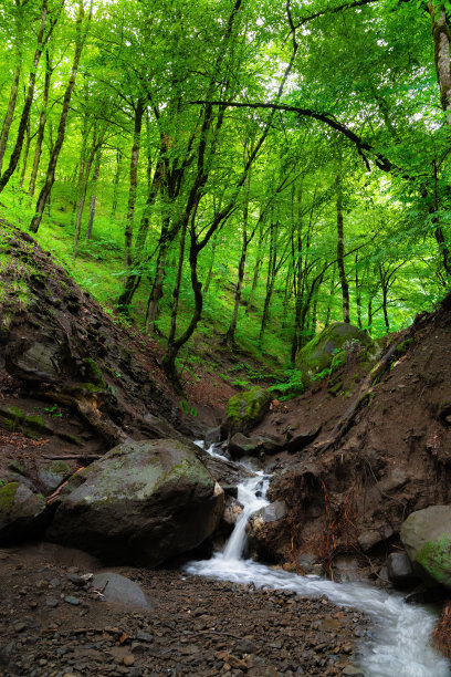 美丽的瀑布在绿色潮湿的森林图片下载