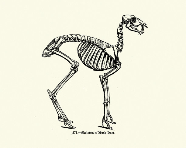 麝香鹿的骨架图片下载