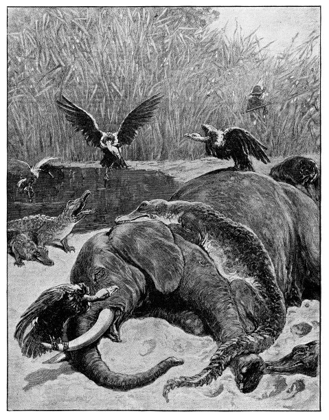 正在吃一头死大象图片下载