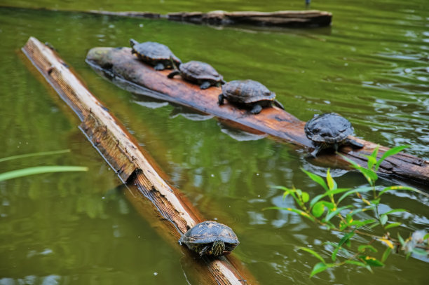 乌龟站在树干上图片下载