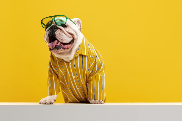 时尚，积极，纯种狗，英国斗牛犬穿着时尚明亮的衬衫和太阳镜在黄色的工作室背景。享受图片下载