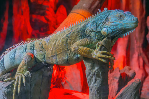 绿鬣蜥，也被称为美洲鬣蜥，是一种大型的，树栖的，主要是食草的鬣蜥属蜥蜴。它原产于中美洲图片下载