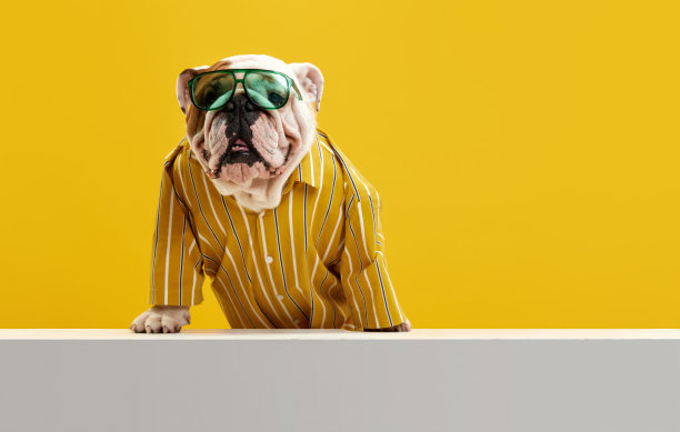 时尚，有趣，纯种狗，英国斗牛犬穿着时尚的明亮衬衫和太阳镜在黄色的工作室背景。夏天看图片下载