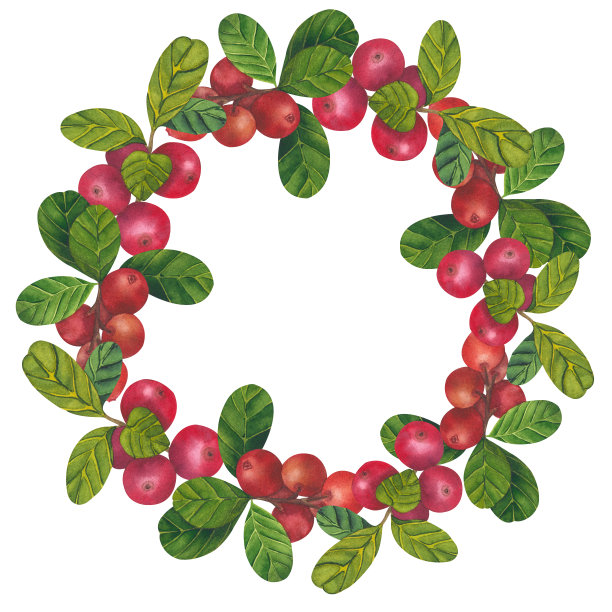 野生红色浆果水彩花环。手绘植物逼真的水晶插图。森林蔓越莓，蔓越莓枝隔离在白色背景上印刷织物，明信片，请柬图片下载