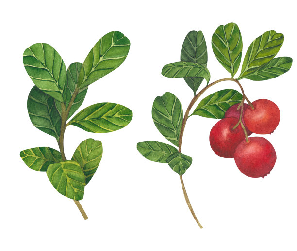 手绘水彩画红越橘。一套蔓越莓。森林野生植物插图。孤立物体白色背景包装设计，明信片，印刷图片下载