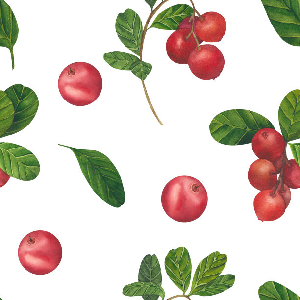 蔓越莓，红浆果，越橘，越橘，山越莓。水彩画手绘插图孤立的白色背景。图片下载