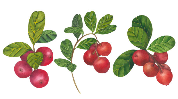 手绘水彩画红越橘。一套蔓越莓。森林野生植物插图。孤立物体白色背景包装设计，明信片，印刷图片下载
