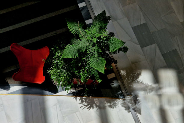 原产于南半球的似松的针叶树。猴子拼图树是这些物种中最顽强的。金字塔状的，稀疏的，对称的，绳状的树枝形成一个开放的生长习惯。图片下载