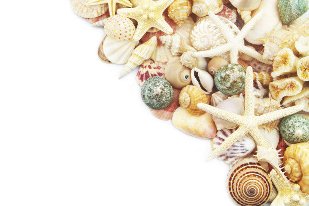 海星的贝壳孤立在白色图片下载