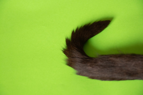 绿色背景下黑猫的尾巴特写图片下载
