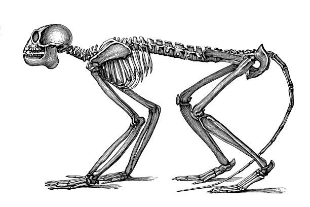 中猿是一种已灭绝的旧大陆猴属，生活在700万至500万年前的欧洲和亚洲。中猿与现代猕猴相似，体长约40厘米图片下载