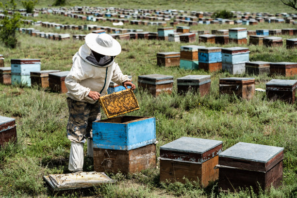 农村地区的养蜂活动图片下载