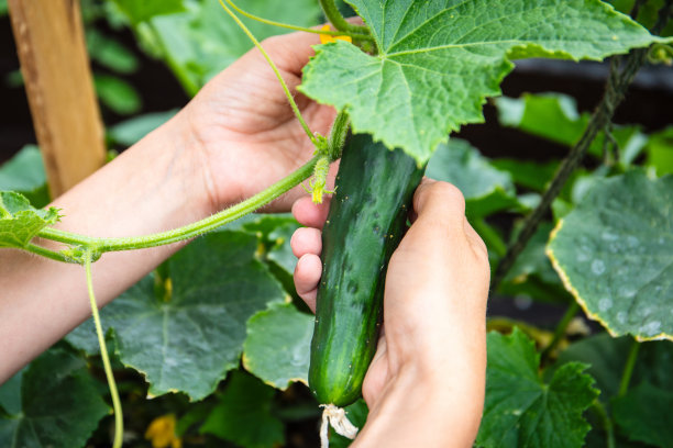 用手摘黄瓜。花园里的新鲜蔬菜图片下载