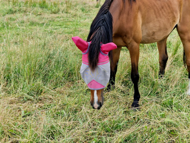 贴身防蝇网织物，网眼特别细，即使是小苍蝇也不会穿透它-弹性，舒适轻便的聚酯织物，最适合，保护眼睛图片下载