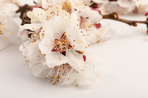 开花果枝。开花的果枝。白色背景上的杏花图片下载