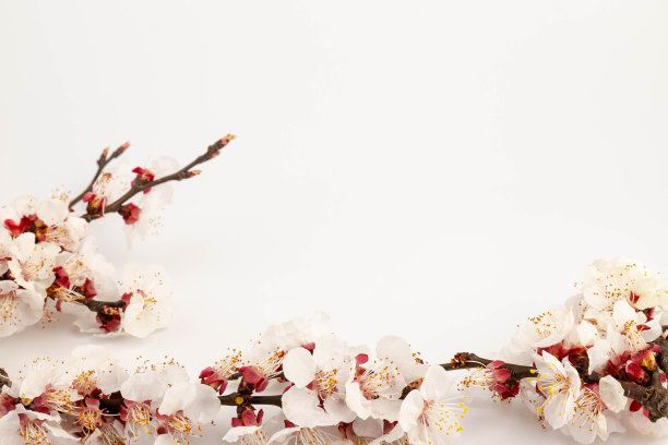 开花果枝。开花的果枝。白色背景上的杏花图片下载