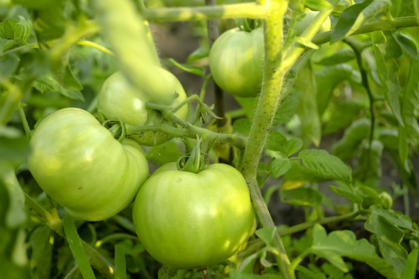 灌木上的绿色西红柿。花园里长着又大又绿的西红柿。灌木丛中有几个大西红柿成熟了。种植番茄作物。图片下载