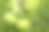 灌木上的绿色西红柿。花园里长着又大又绿的西红柿。灌木丛中有几个大西红柿成熟了。种植番茄作物。图片下载