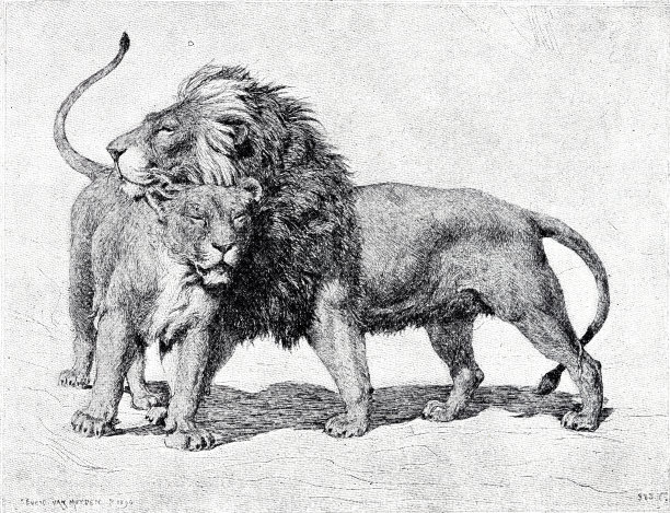 抱抱的狮子图片下载