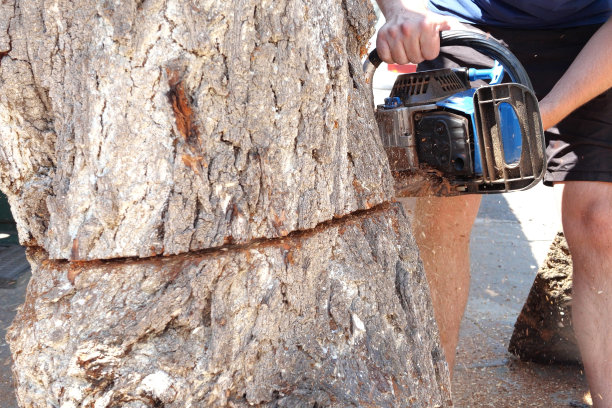 用电锯锯木头。工人用锯子把树干锯成圆木。锯子运动的特写，锯末飞向四周。木工，木材切削工具，木材图片下载