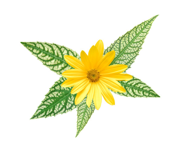 阳光黄色的花，有杂色的叶，孤立在白色上图片下载