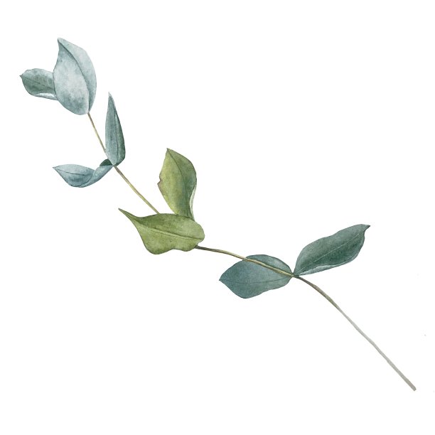 桉树水彩图片下载