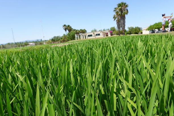 稻田在埃布罗三角洲，水稻在水中栽培。在西班牙种植水稻。水稻生长图片下载