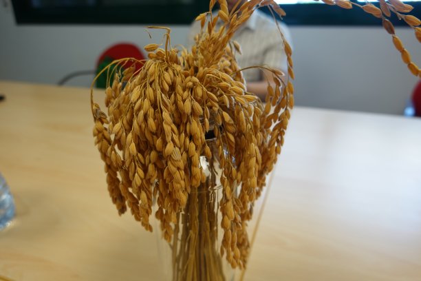 稻田在埃布罗三角洲，水稻在水中栽培。在西班牙种植水稻。水稻生长图片下载