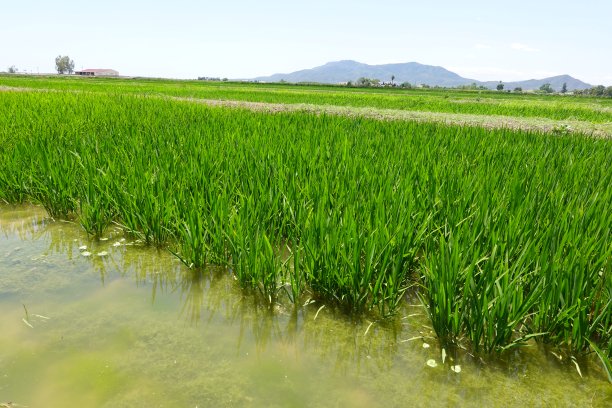 稻田在埃布罗三角洲，水稻在水中栽培。在西班牙种植水稻。水稻生长图片下载