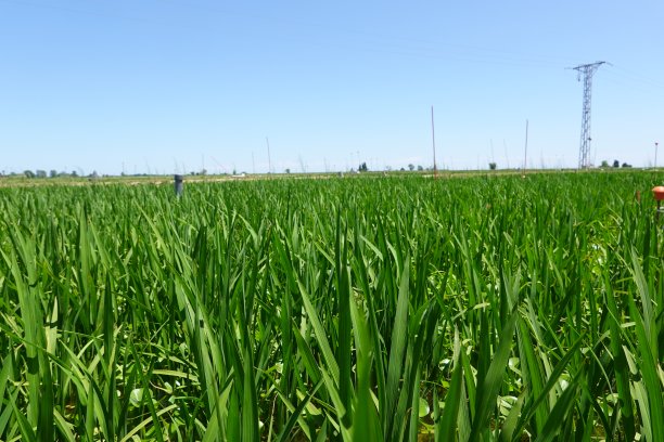 稻田在埃布罗三角洲，水稻在水中栽培。在西班牙种植水稻。水稻生长图片下载