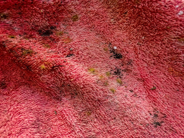在湿抹布上发霉。看脏抹布。红毛巾上有真菌。棉布发霉问题图片下载
