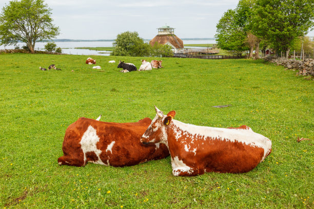 在瑞典霍恩堡湖的草地上休息的奶牛图片下载