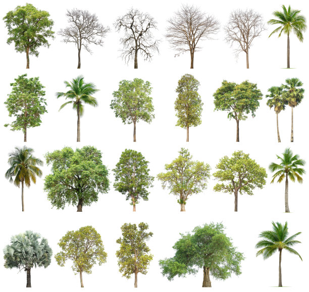 收集树。图片下载