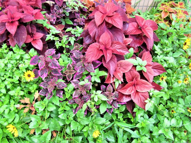 夏天的模式。图片下载