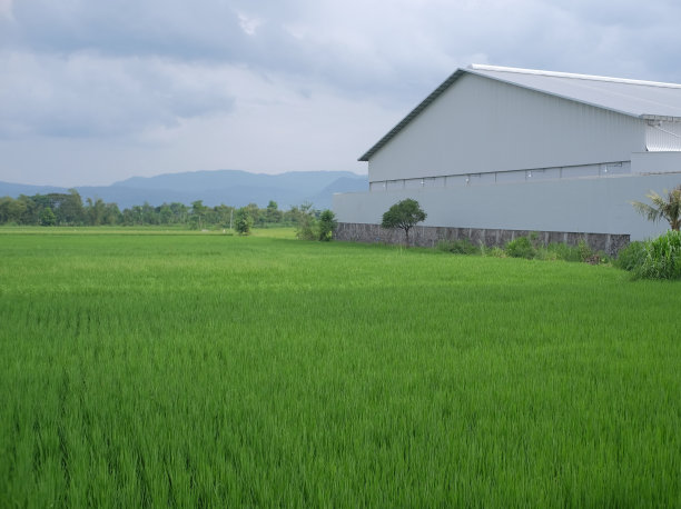 绿色广阔的稻田和灰墙的仓库建筑图片下载