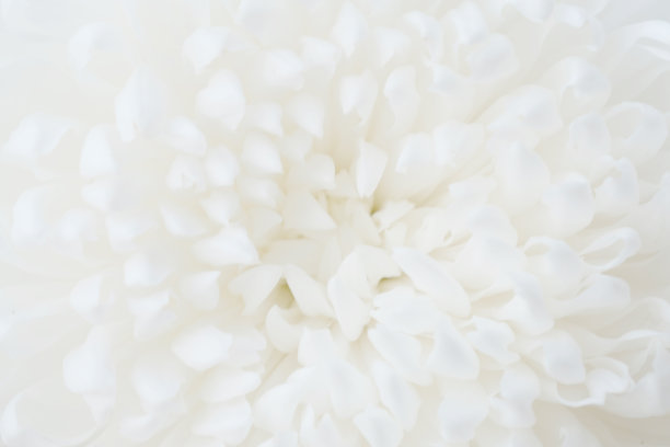 迷离的白花图片下载