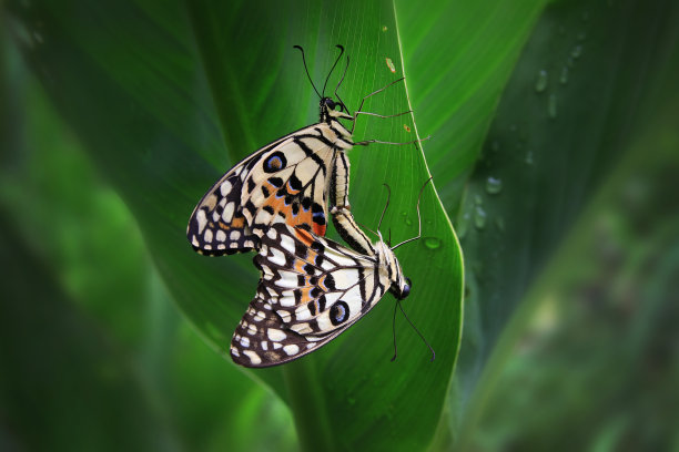美丽的条纹蝴蝶正在快乐地繁殖图片下载