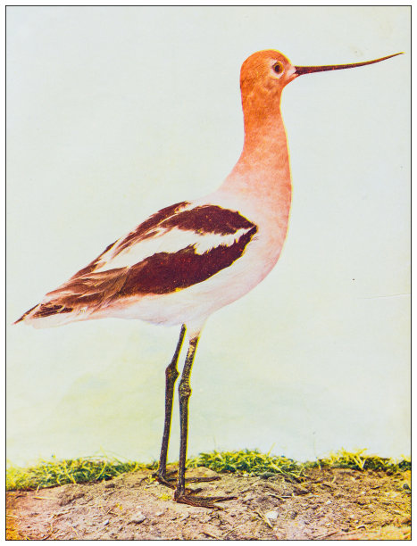 古董鸟类彩色图像:美洲鳄梨图片下载